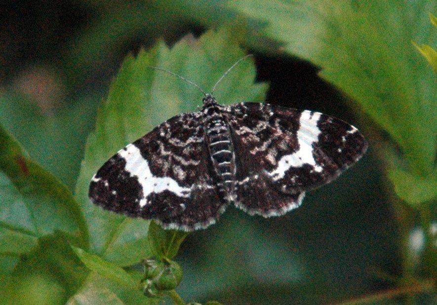 063 Argent and Sable, 2006-07013069b Rogue's Bluff Area, ME.jpg - Spear-marked Black Moth (Rheumaptera hastata), Rogue's Bluff Area, ME, 7-1-2006